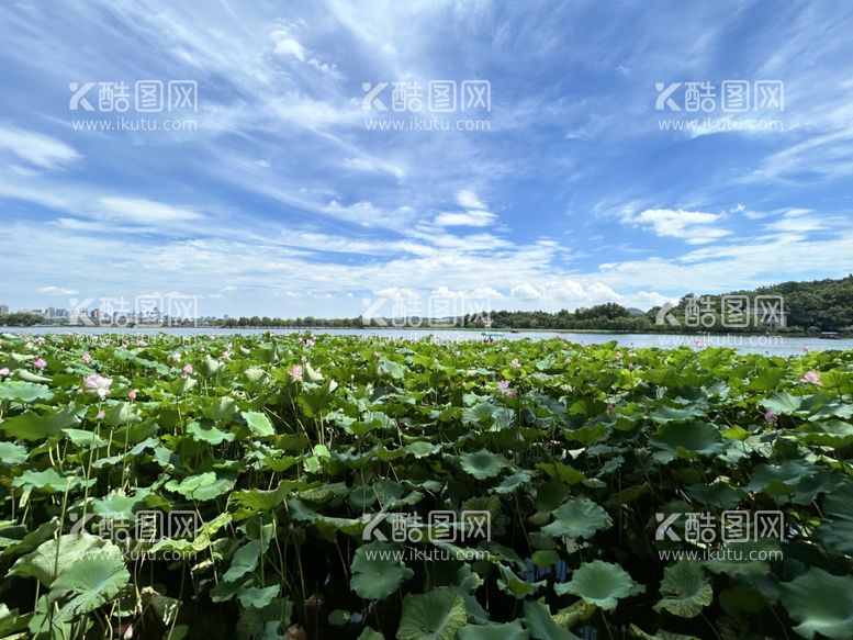 编号：95902012180824421481【酷图网】源文件下载-荷花