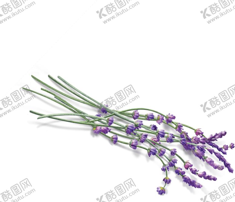 编号：82709201272025198213【酷图网】源文件下载-薰衣草素材