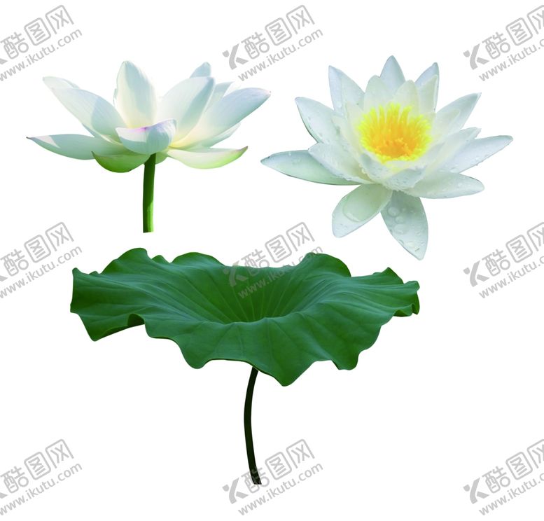 编号：90347812131034073039【酷图网】源文件下载-荷花荷叶睡莲