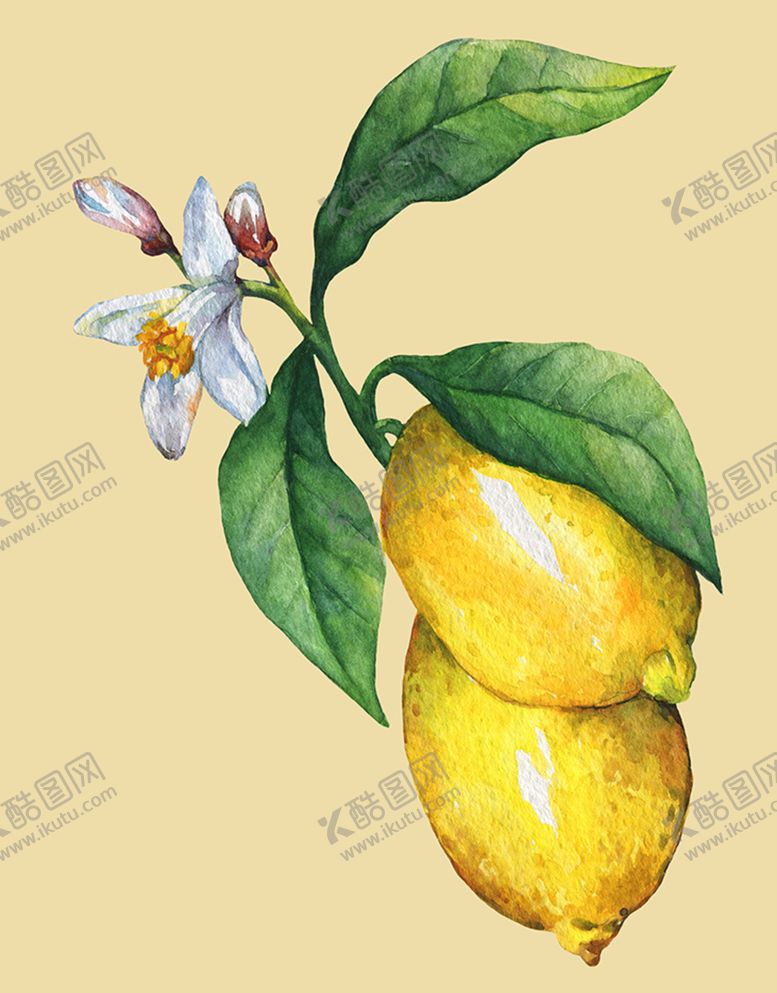 编号：80463704230320083331【酷图网】源文件下载-柠檬