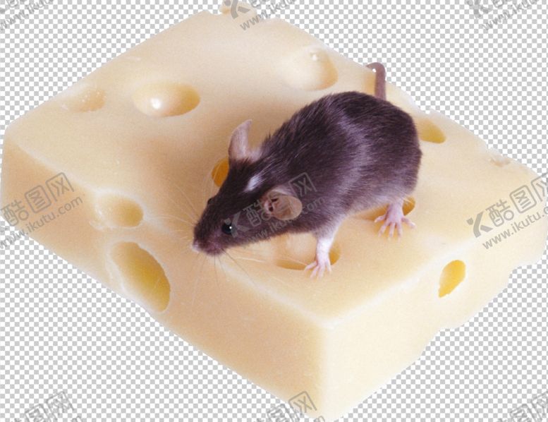 编号：86729809270107423737【酷图网】源文件下载-老鼠