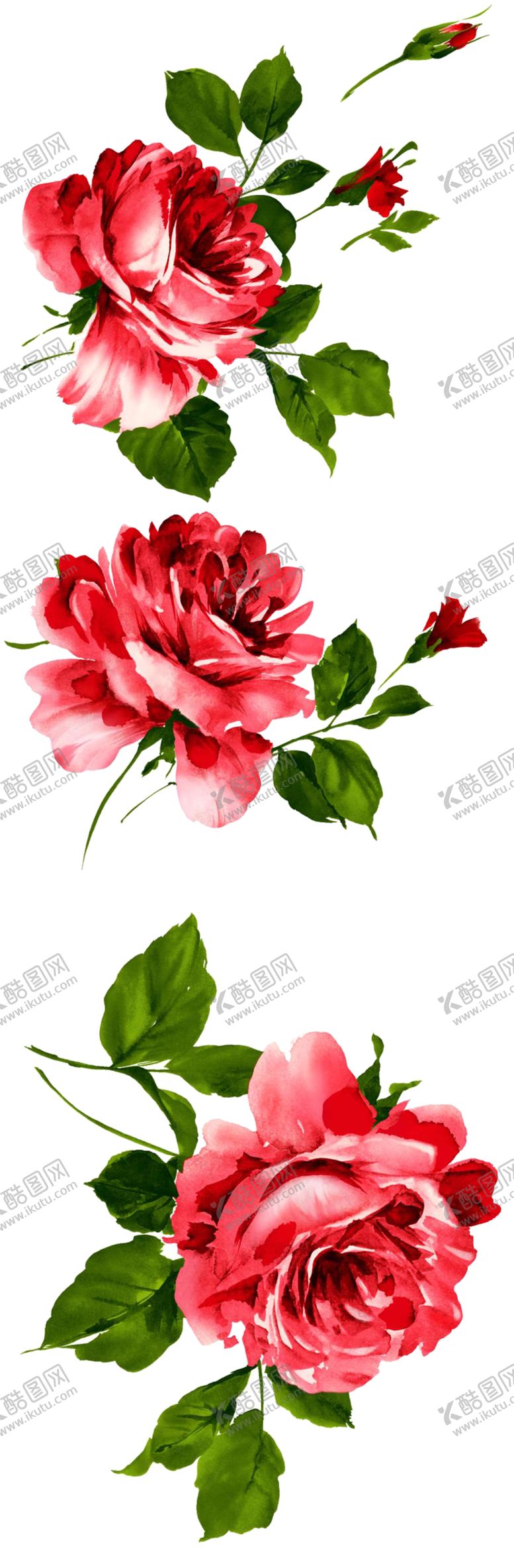 编号：12622206261614165337【酷图网】源文件下载-牡丹花