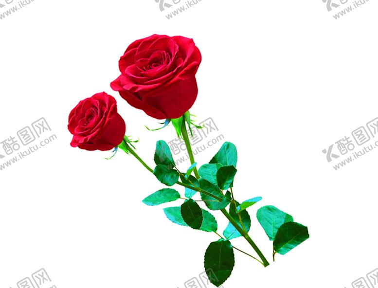 编号：83155510292226429039【酷图网】源文件下载-玫瑰