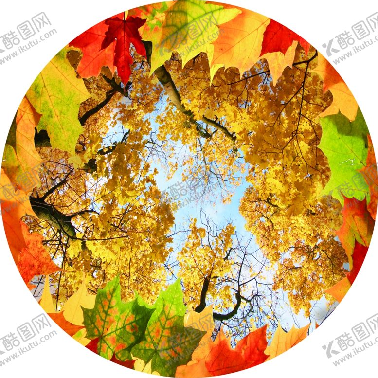 编号：43714110071556417651【酷图网】源文件下载-枫叶地贴