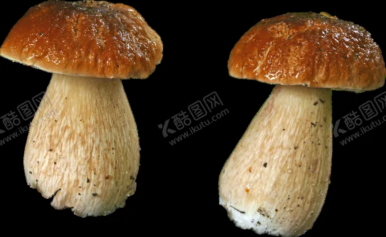 编号：71335910191512147374【酷图网】源文件下载-圆头蘑菇