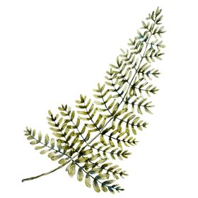 水彩植物