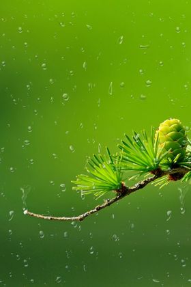 雨水背景