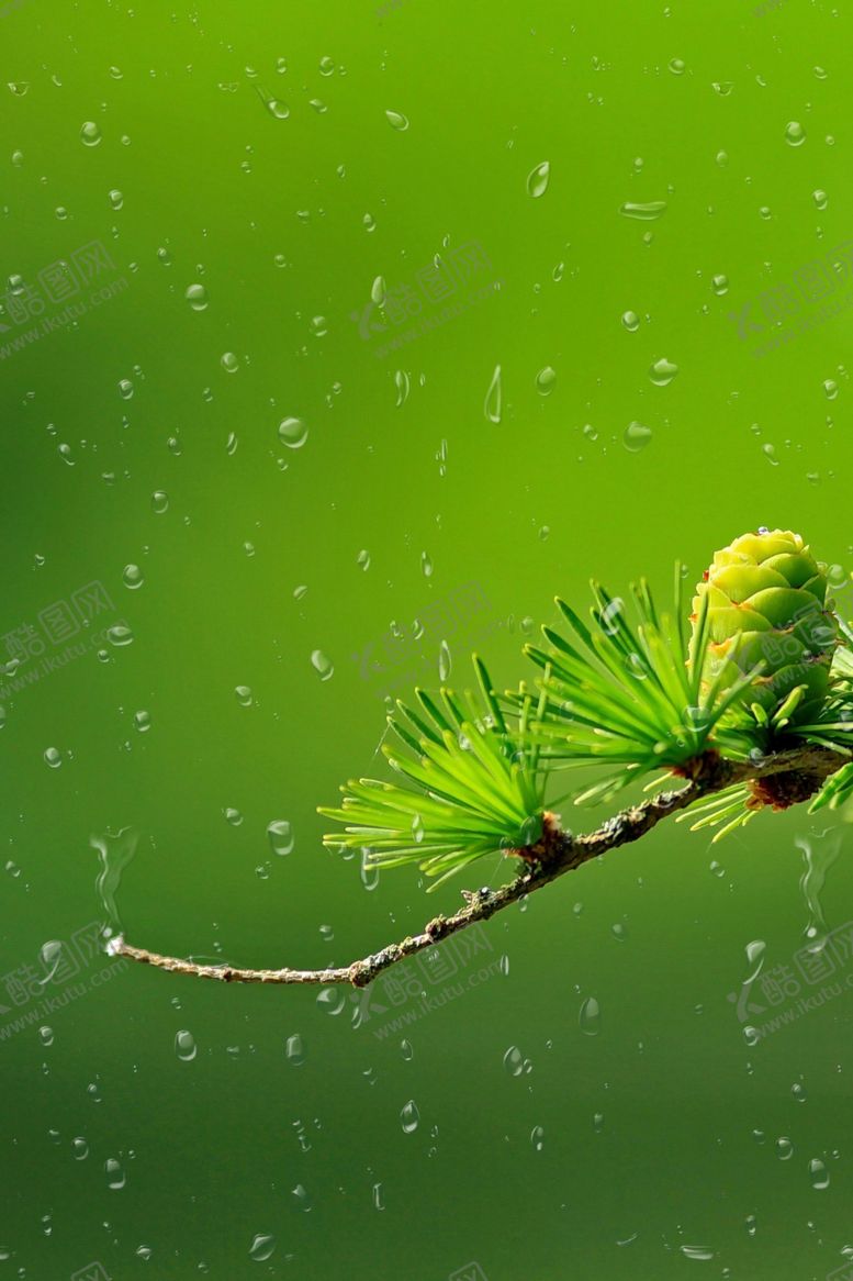 编号：34576109180046016131【酷图网】源文件下载-雨水节气背景