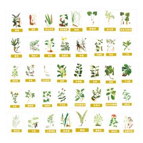 中药草本植物