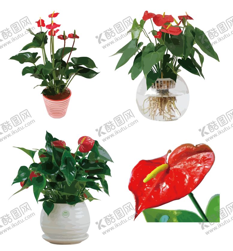 编号：12863410090708579741【酷图网】源文件下载-油画效果红掌