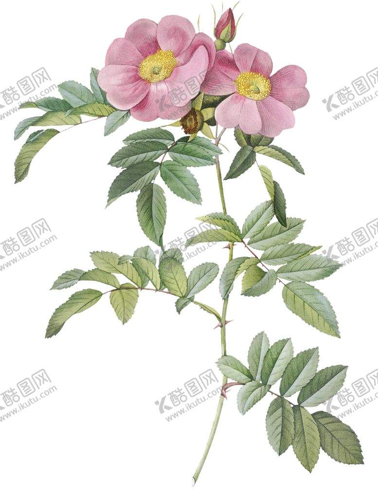 编号：11589603141510089851【酷图网】源文件下载-插画花朵