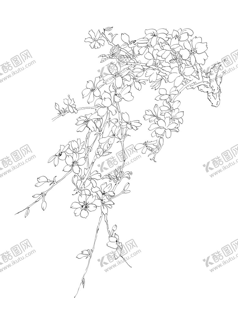 编号：99565010130840276698【酷图网】源文件下载-工笔花卉