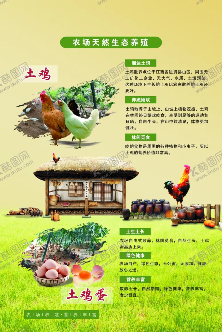 编号：98347406301257524338【酷图网】源文件下载-土鸡海报