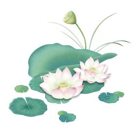 荷花彩莲莲工笔画素材