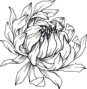 白描植物