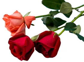 玫瑰花装饰素材