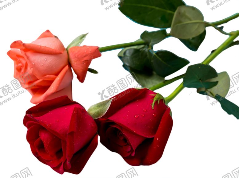 编号：44598310312130444935【酷图网】源文件下载-玫瑰花装饰素材