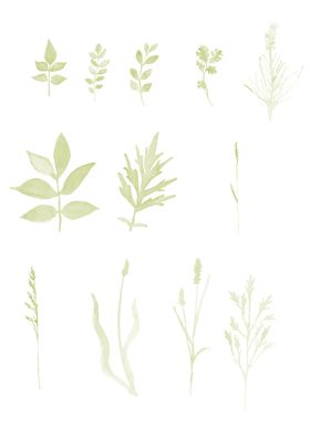 水彩效果植物