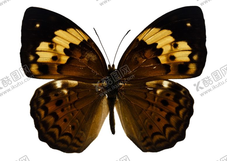 编号：89918609091828246228【酷图网】源文件下载-蝴蝶花纹蝴蝶图案精美蝴蝶