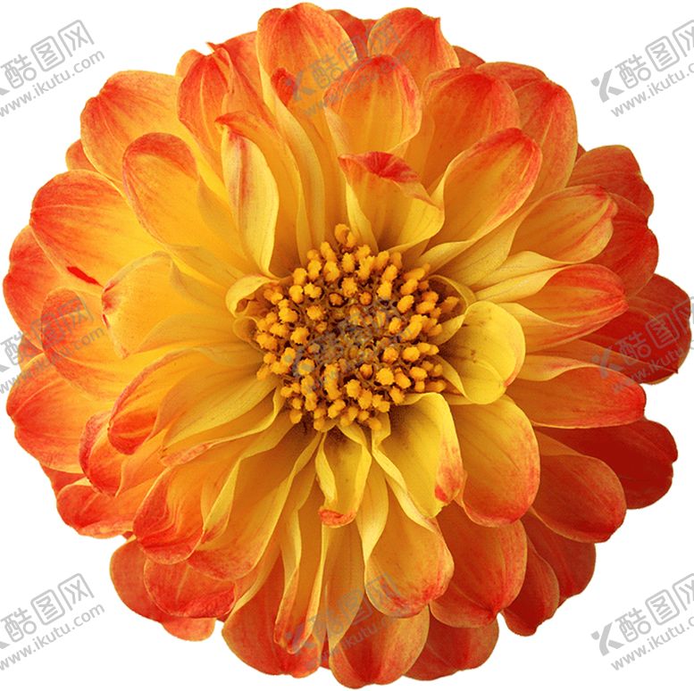 编号：19213109271916308485【酷图网】源文件下载-红色背景