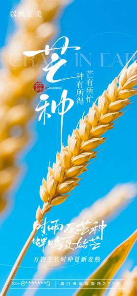 芒种海报二十四节气麦穗农田