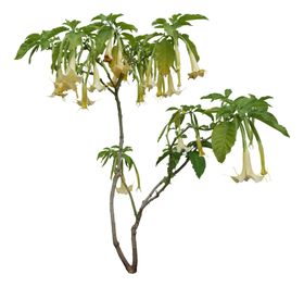 花卉植物素材