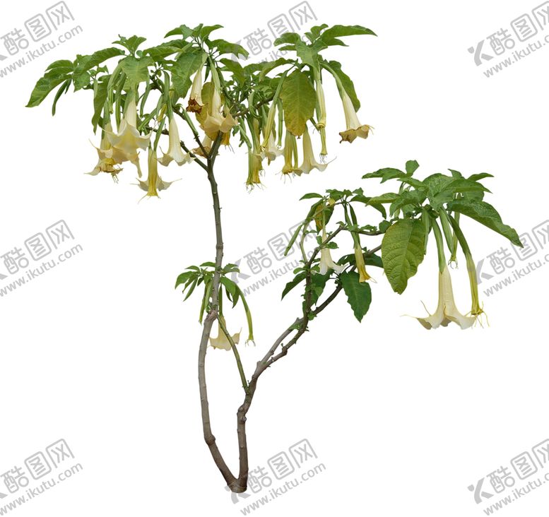 编号：78803510121201007164【酷图网】源文件下载-花卉植物素材