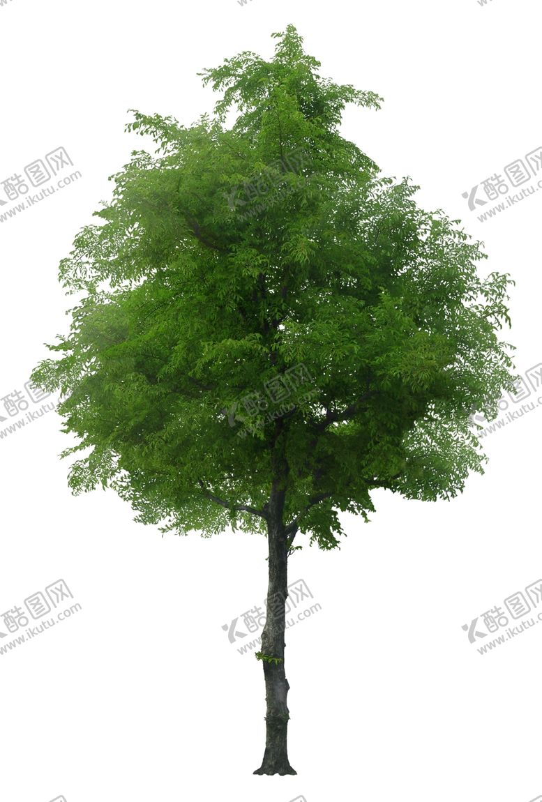 编号：22500207131327274790【酷图网】源文件下载-园林植物