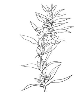 芝麻