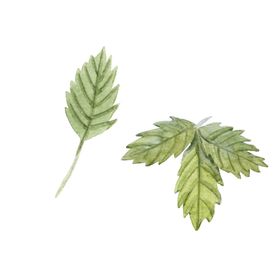 水彩植物