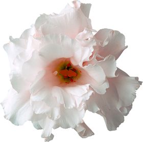 鲜花素材
