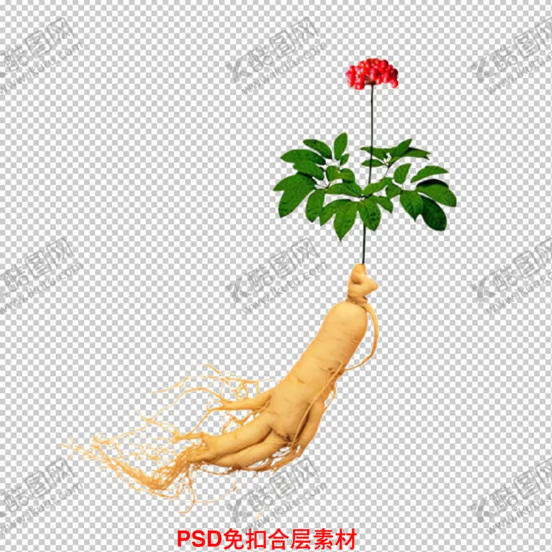编号：60934210021047137680【酷图网】源文件下载-人参