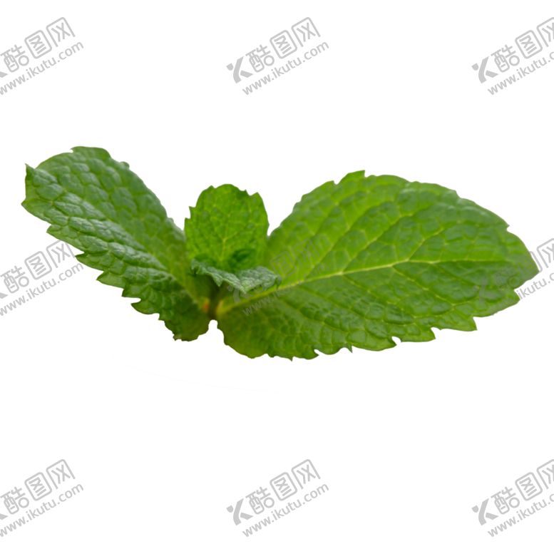 编号：55203505091656592483【酷图网】源文件下载-薄荷植物元素