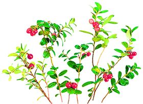 花素材