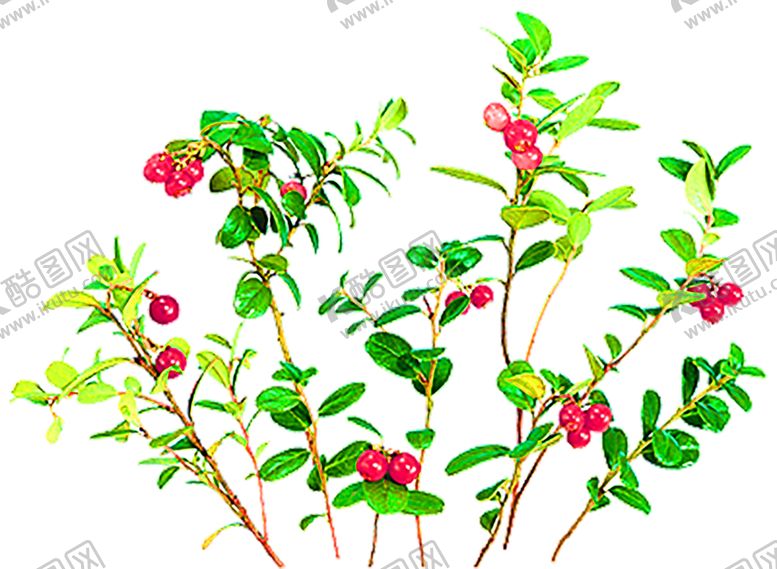 编号：50299809201916393468【酷图网】源文件下载-花素材