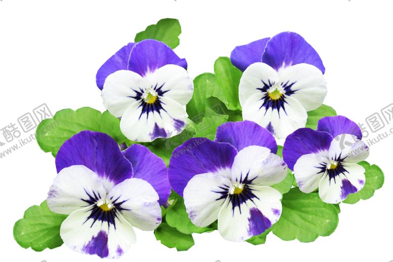 编号：97673709262222254483【酷图网】源文件下载-三色堇