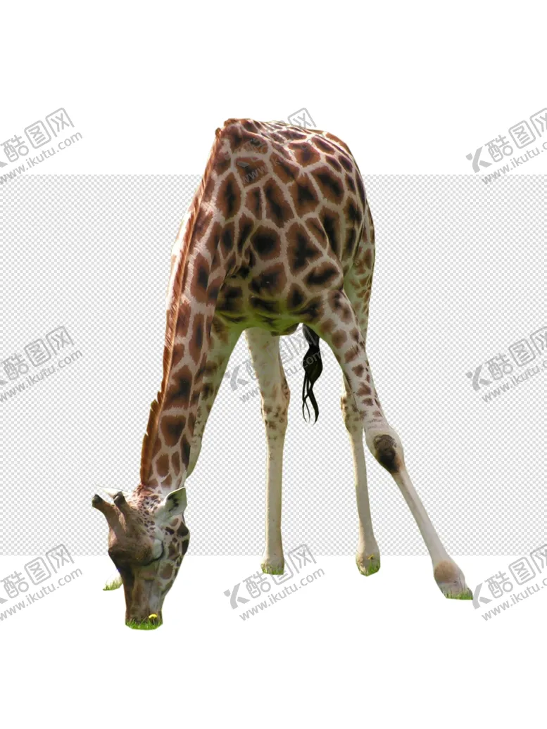 编号：32394405011118237430【酷图网】源文件下载-长颈鹿