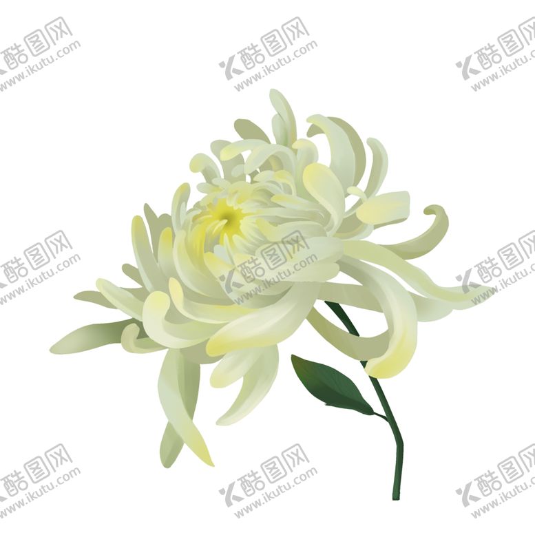 编号：58800510041535454375【酷图网】源文件下载-菊花