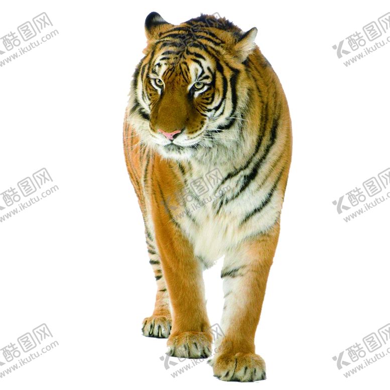 编号：15362909211158284613【酷图网】源文件下载-老虎素材