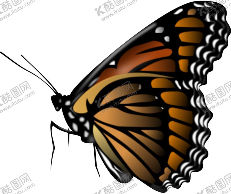 编号：12409609240154065487【酷图网】源文件下载-蝴蝶