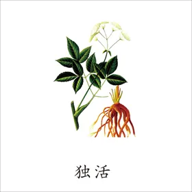 草本植物药材