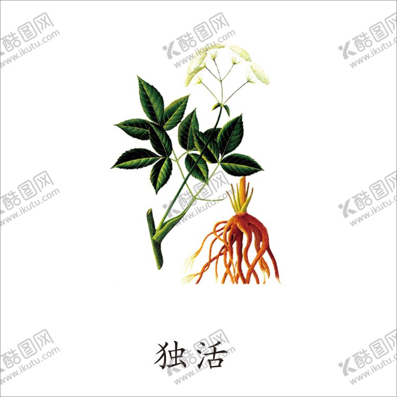 编号：13860304301824027696【酷图网】源文件下载-草本植物药材