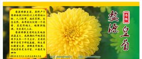 婺源皇菊主图