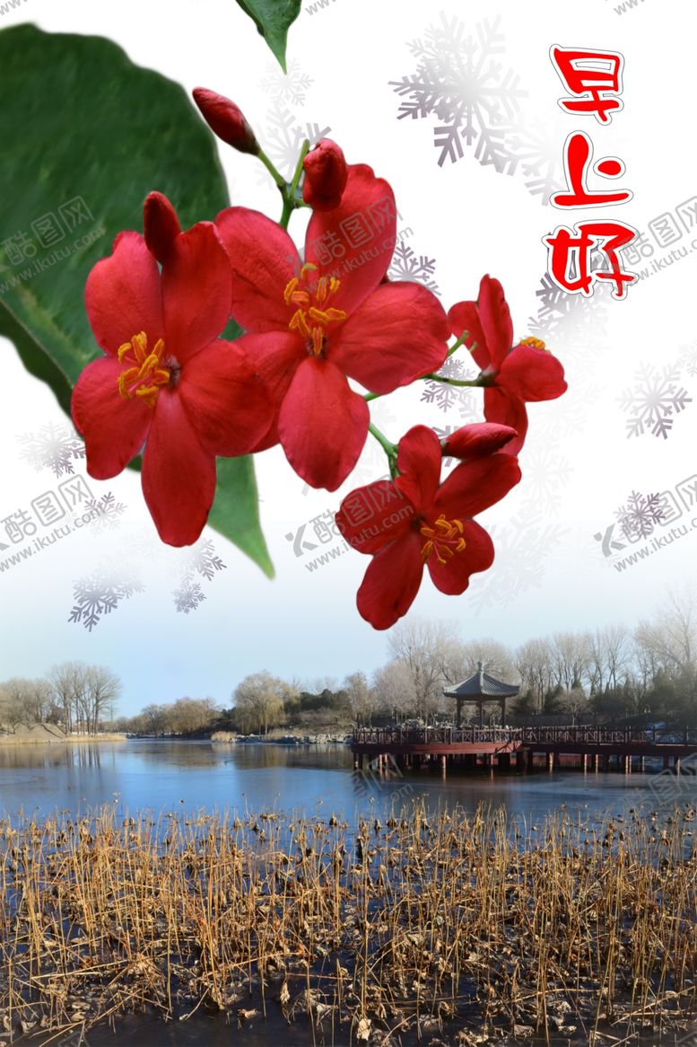 编号：54801007141154398003【酷图网】源文件下载-变叶珊瑚花