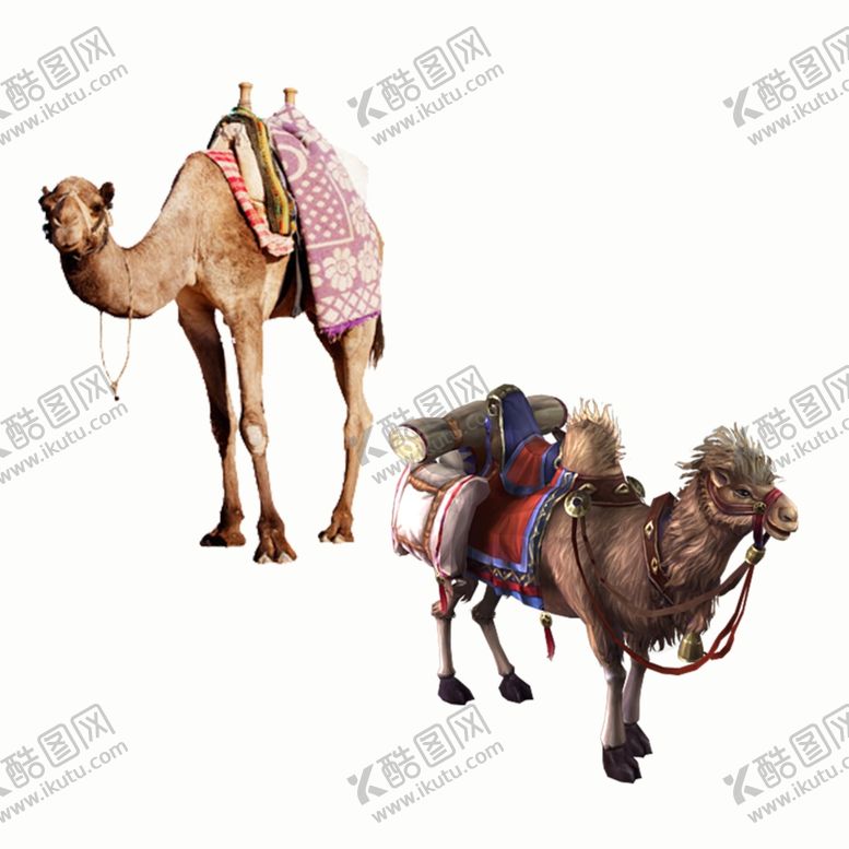 骆驼动物PNG免抠素材