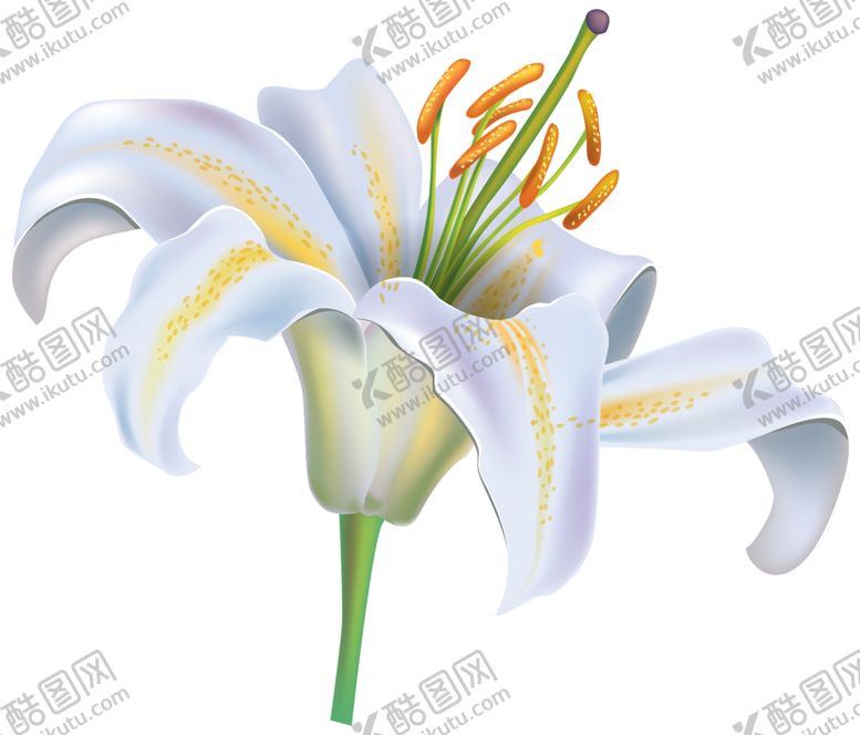 编号：43553610032019175191【酷图网】源文件下载-百合花