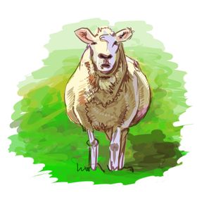 绵羊插画素材