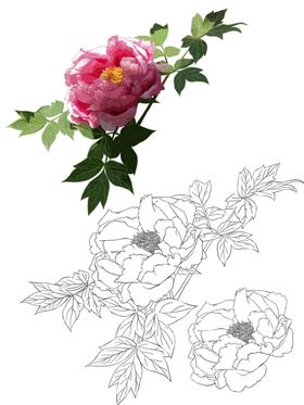 花卉素描线条绘画黑白线条简笔