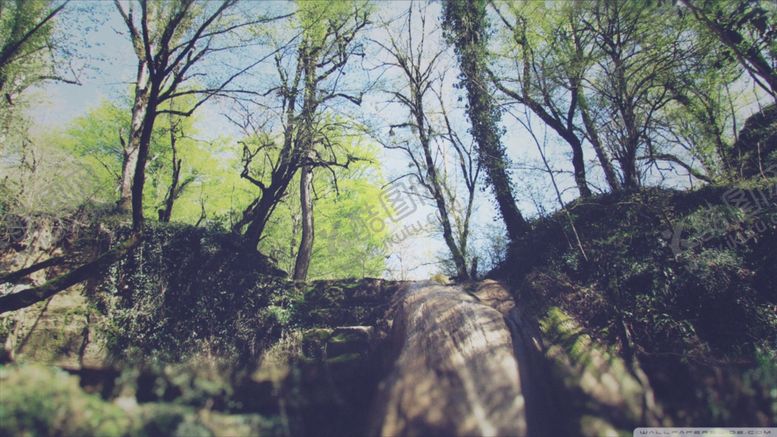 编号：58363711011700485356【酷图网】源文件下载-森林