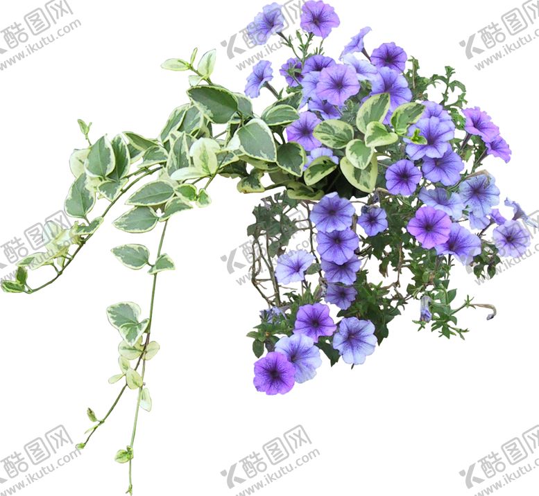 编号：97117310271826155715【酷图网】源文件下载-碧冬茄